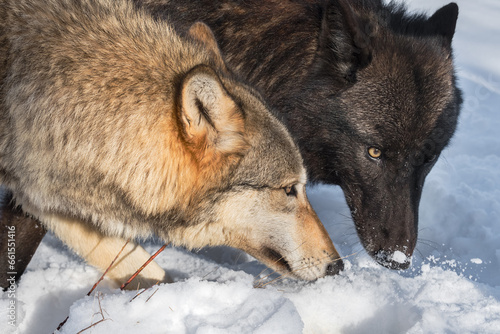 Black Phase and Grey Wolves (Canis lupus) Heads Together in the Snow Winter