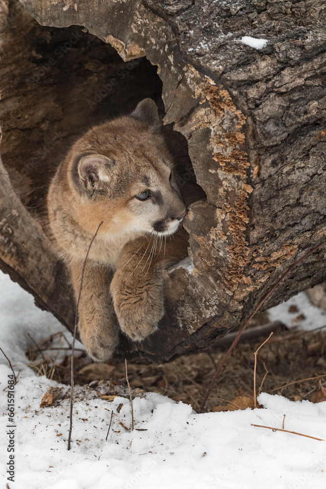 Cougar (Puma concolor) Sniffs at Edge of Log Winter Cougar (Puma concolor) Sniffs at Edge of Log Winter