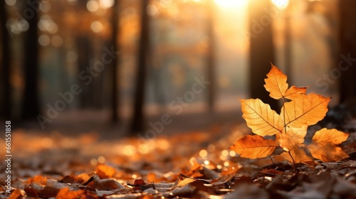 fall leaves in the forest by sunlight