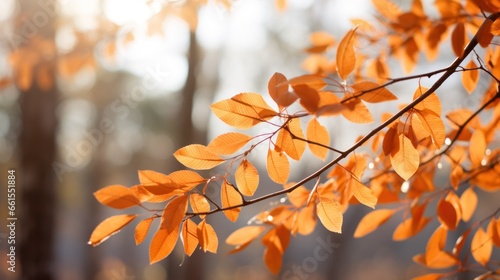 fall leaves in the forest by sunlight