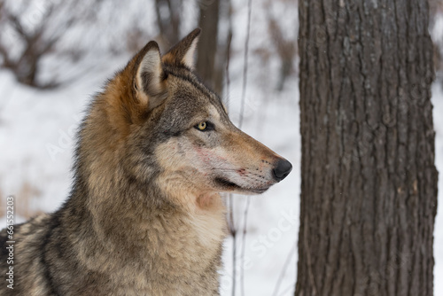 Grey Wolf (Canis lupus) Flecks of Blood on Face Near Tree Trunk Winter © geoffkuchera