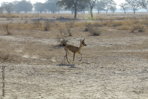 Canvas Print Indian Gazelle -Gazella bennettii, Natural Reserve Tal Chappar Blackbuck Sanctuary- safari located at Beer Chhapar Rural, Rajasthan, India