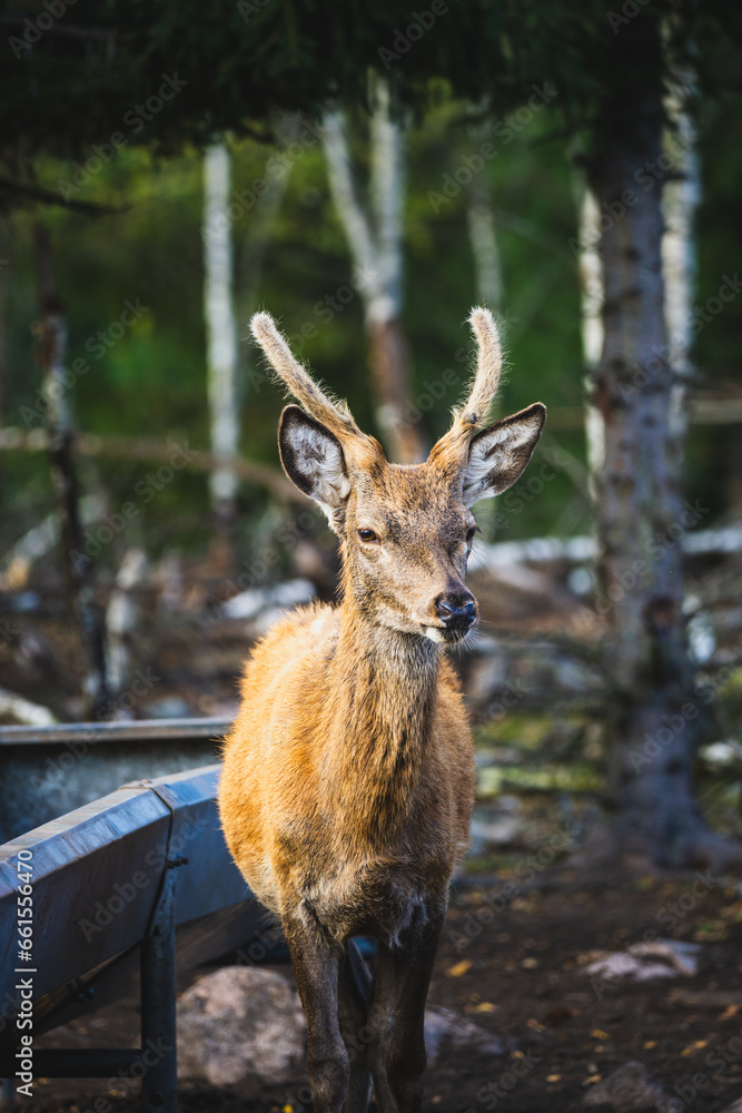 Red deer looking in the distance Red deer looking in the distance