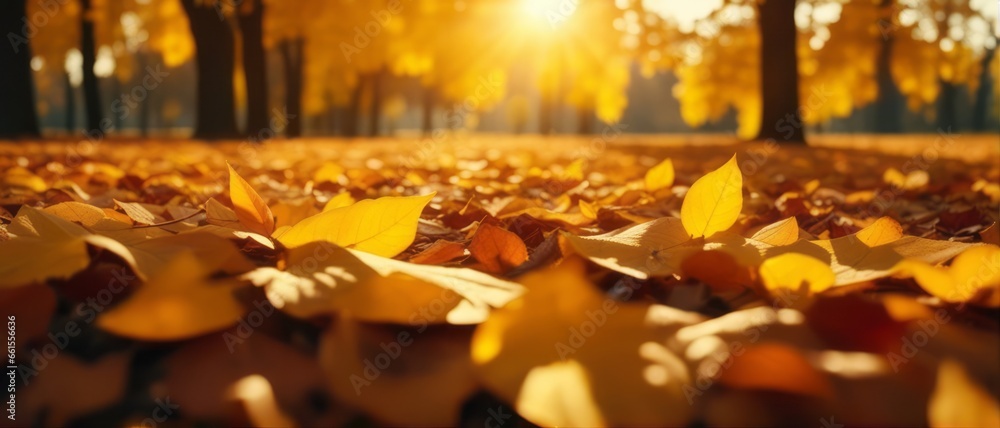 Beautiful autumn landscape with yellow leaves and sun. Colorful foliage in the park. Falling leaves