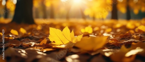 Beautiful autumn landscape with yellow leaves and sun. Colorful foliage in the park. Falling leaves