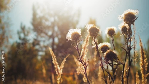 Crisp close-up of dried thistle flower against an autumn backdrop. Spiny texture and fill the frame. Bright backlighting creates a halo effect around curled, desiccated bracts. 4k