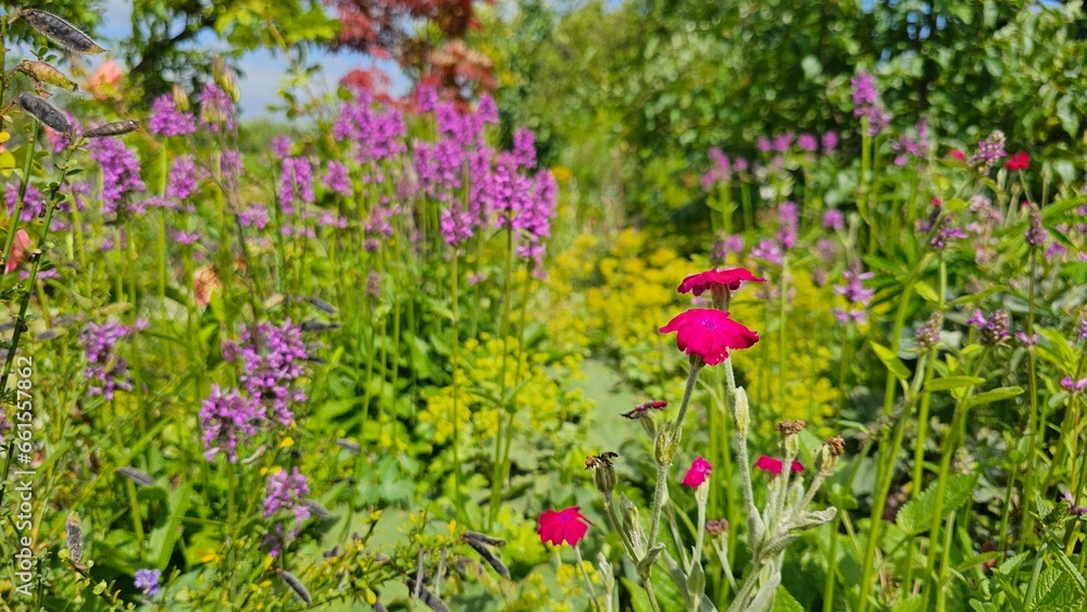 Fototapeta premium A picturesque field adorned with vibrant, purple flowers stretches alongside a lush forest