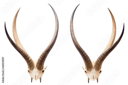 Rare Saiga Antelope Horns on isolated background