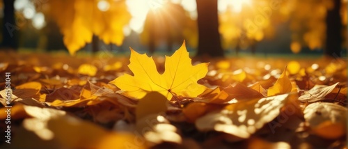 Beautiful autumn landscape with yellow leaves and sun. Colorful foliage in the park. Falling leaves