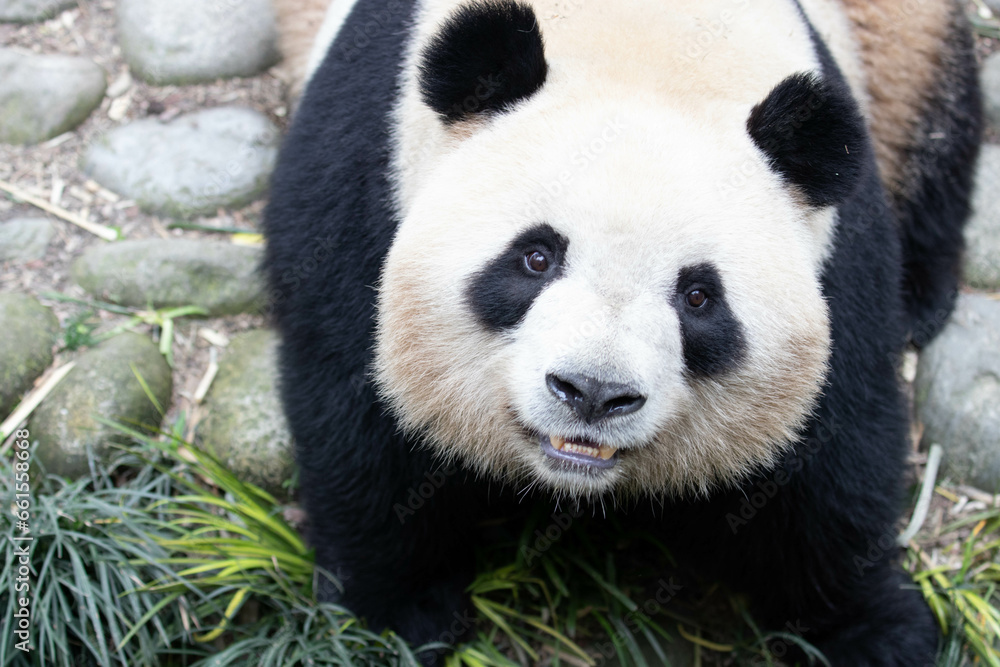 Close up Happy Panda , Mei Lan aka Rou Rou Close up Happy Panda , Mei Lan aka Rou Rou