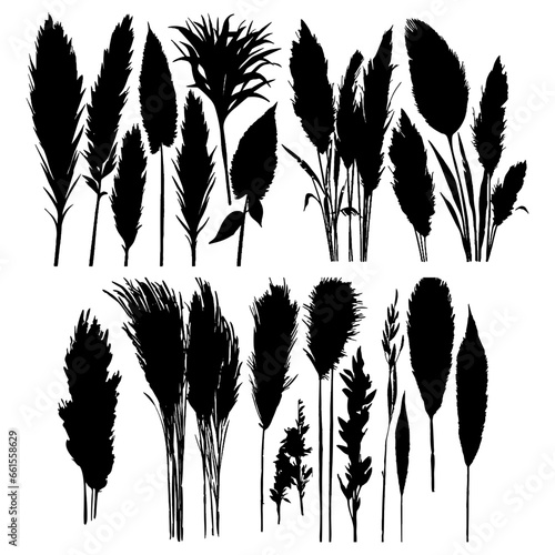 Pampas grass silhouettes