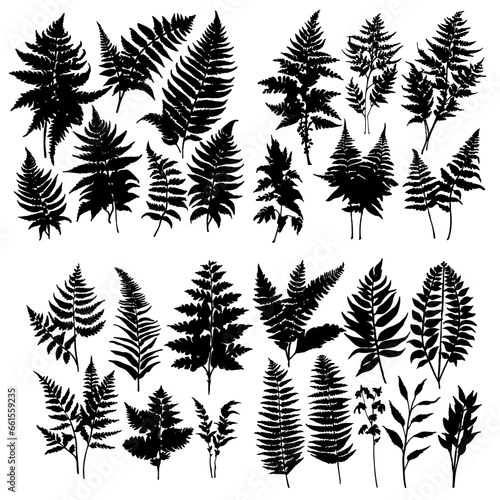 Fern silhouettes