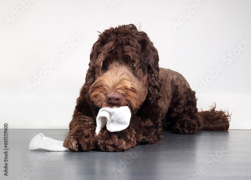 Canvas Print Cute dog with sock in mouth and between paws