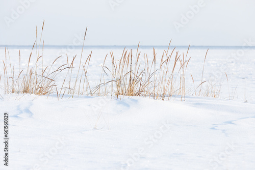 Winter landscape with dry coastal grass in white snow on a sunny day 