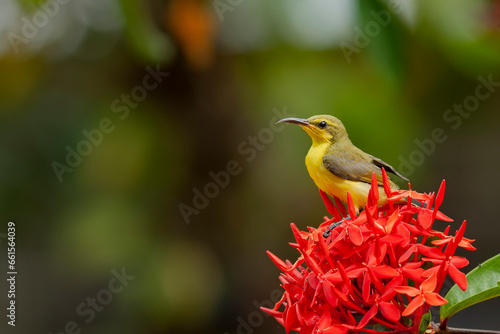 Wallpaper Mural bird on the branch Torontodigital.ca