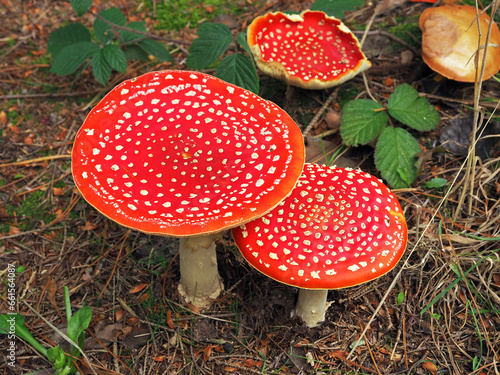 Canvas-taulu Group of large fly agaric mushrooms in a wood