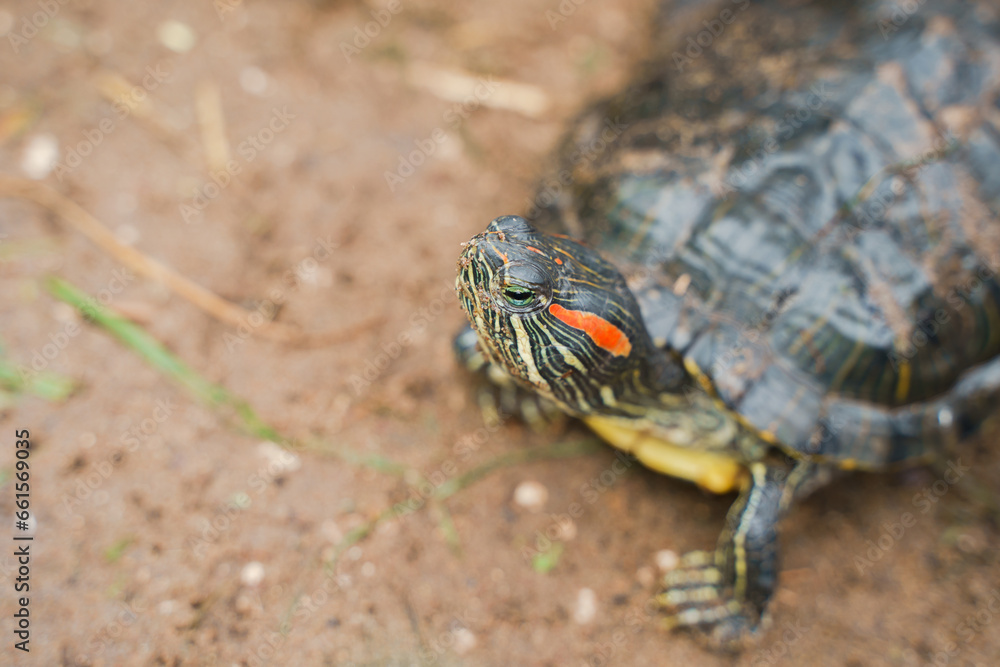 The turtle crawls on the wet ground The turtle crawls on the wet ground