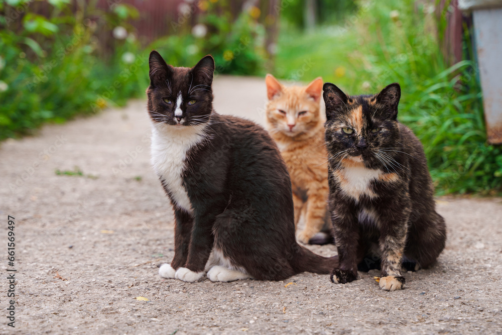 Beautiful stray cats in summer outdoor
