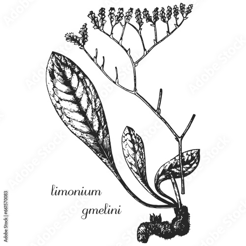 limonium, limonium gmelini, monochrome flower, flower on transparent background, black and white flower, medicinal plant, medicinal herbs, black and white design, nature, flower, drawing