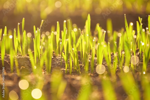 young wheat grows in the field