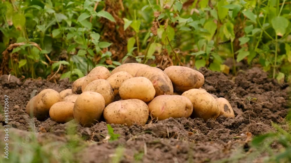 Harvesting potatoes in the garden. Selective focus. Harvesting potatoes in the garden. Selective focus.