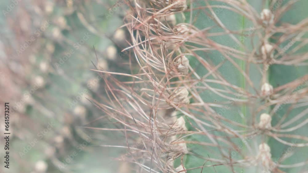 Close-up of an Australian cactus, sharp cactus needles. A wild plant in the desert Close-up of an Australian cactus, sharp cactus needles. A wild plant in the desert