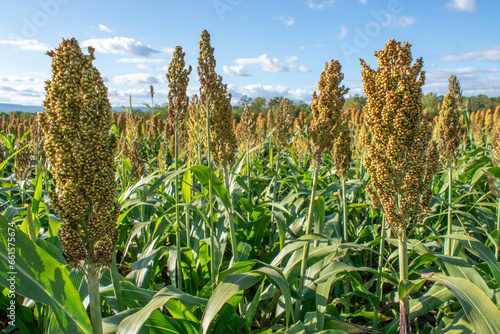 field of millet photo