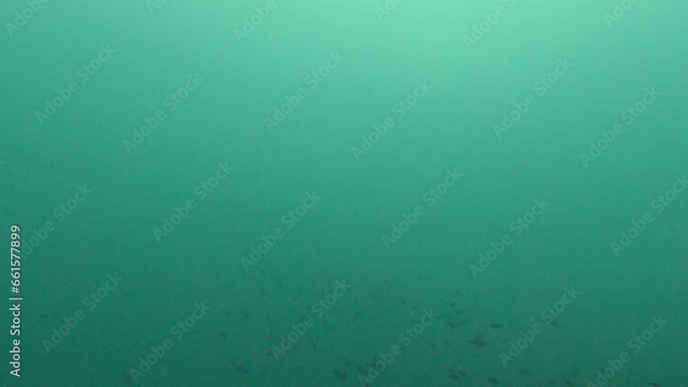 coral reef in the sea coral reef in the sea