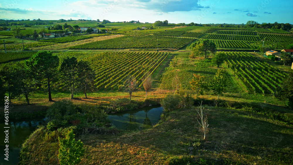 vue aérienne sur des vignobles bordelais au levé du soleil