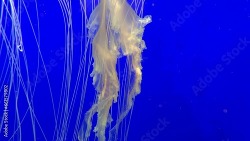 Jellyfish wandering in the water. Jellyfish in the deep sea. Yellow jellyfish in blue water.