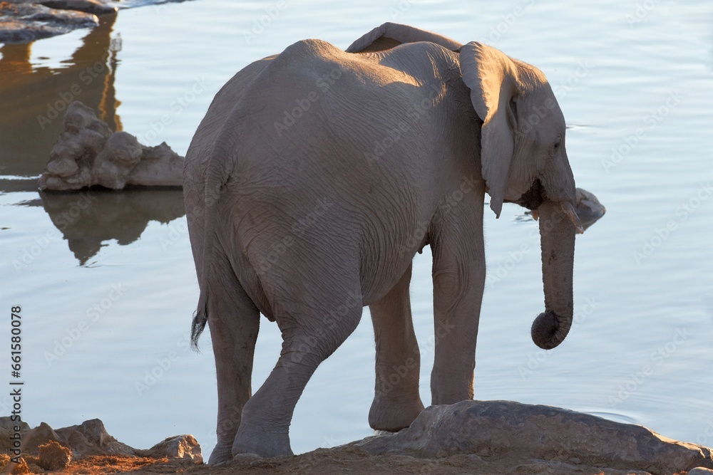 Obraz premium Afrikanische Elefanten trinken am Wasserloch bei Halali im Etoscha Nationalpark in Namibia.