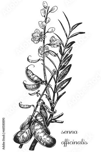 cassia angustifolia, senna, senna officialis, monochrome flower, flower on transparent background, black and white flower, medicinal plant, medicinal herbs, black and white design, nature, flower