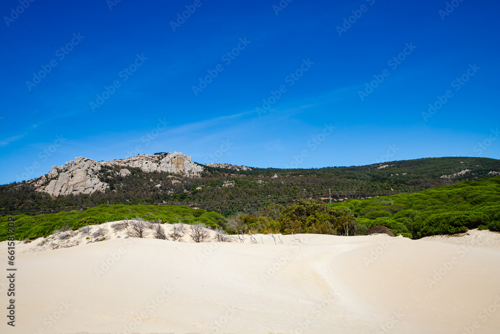 Dunes at Tarifa beach, nature vibrant background with green trees in a row with blue sky and sand
