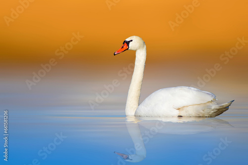 Swan swimming in a wonderful nature. Yellow blue nature background. Mute Swan. (Cygnus olor)