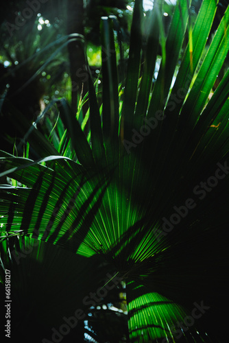 Full frame dark palm foliage background