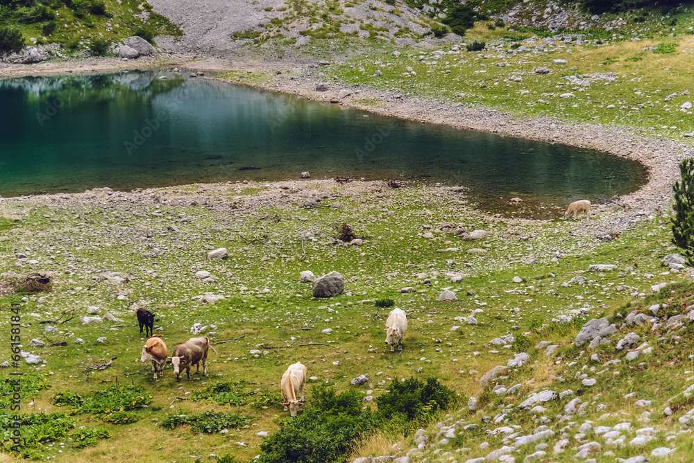 Cows Gazing on Meadow near Mountain Lake in Durmitor Cows Gazing on Meadow near Mountain Lake in Durmitor
