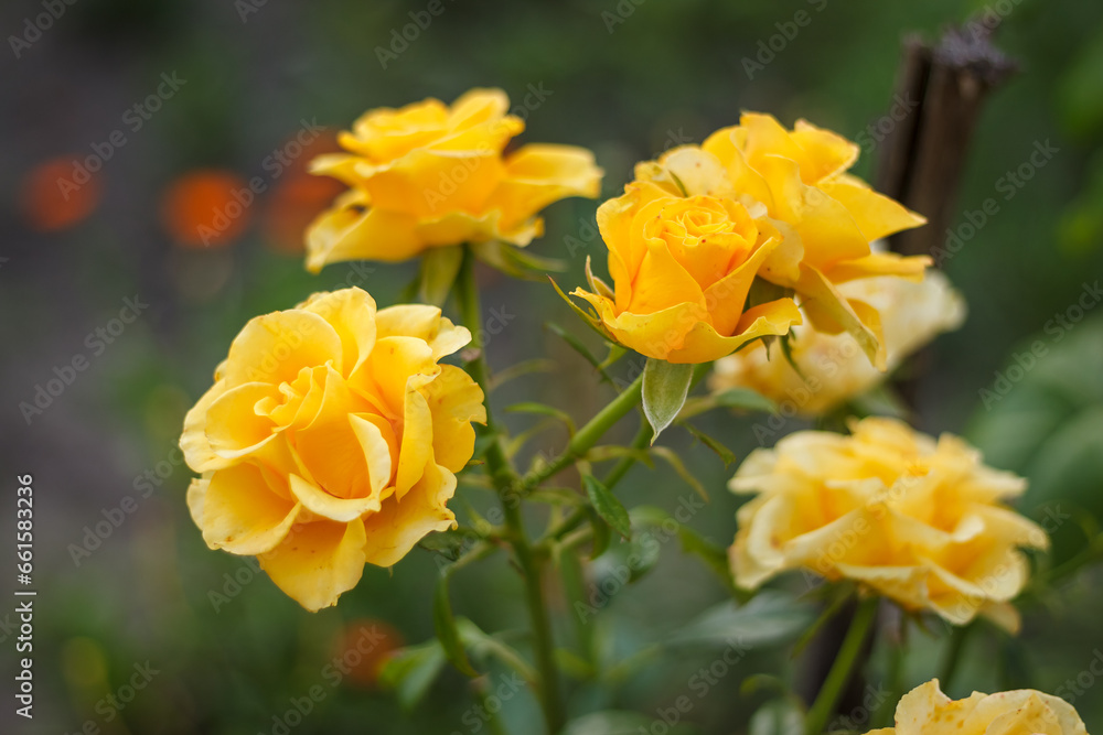 Yellow Roses among plants in the garden. Close-up. Small depth of field Yellow Roses among plants in the garden. Close-up. Small depth of field