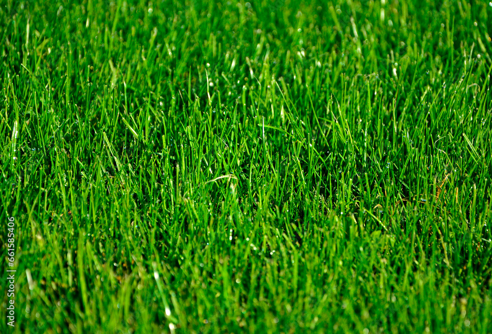 zielona trawa z poranną rosą w słońcu, green grass with morning dew in the sun - obrazy, fototapety, plakaty 