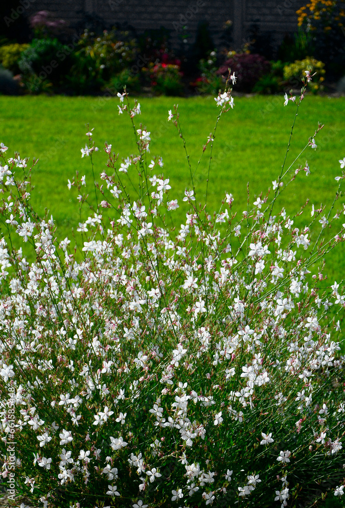 Gaura Lindheimera - Gaura lindheimeri, kwitnąca gaura na tle trawnika, gaura w słońcu, gaura flower in the sun