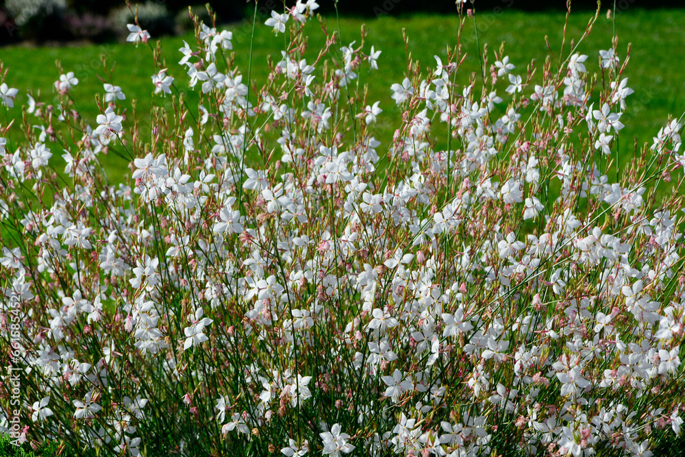 Gaura Lindheimera - Gaura lindheimeri, kwitnąca gaura na tle trawnika, gaura w słońcu, gaura flower in the sun, Lindheimer's beeblossom, white gaura, pink gaura, Lindheimer's clockweed, Indian feather