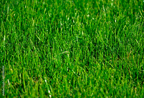 zielona trawa z poranną rosą w słońcu, green grass with morning dew in the sun photo