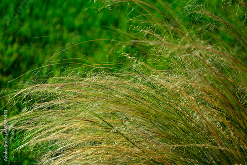 ostnica cieniutka na tle trawnika, Stipa tenuissima, trawa ozdobna