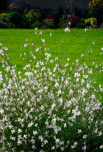 Obraz na płótnie Gaura Lindheimera - Gaura lindheimeri, kwitnąca gaura na tle trawnika, gaura w słońcu, gaura flower in the sun w salonie