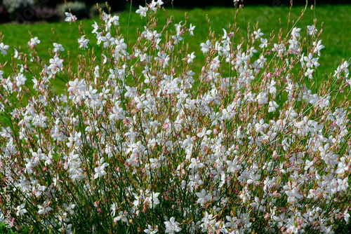 Obraz na płótnie Gaura Lindheimera - Gaura lindheimeri, kwitnąca gaura na tle trawnika, gaura w słońcu, gaura flower in the sun, Lindheimer's beeblossom, white gaura, pink gaura, Lindheimer's clockweed, Indian feather w salonie