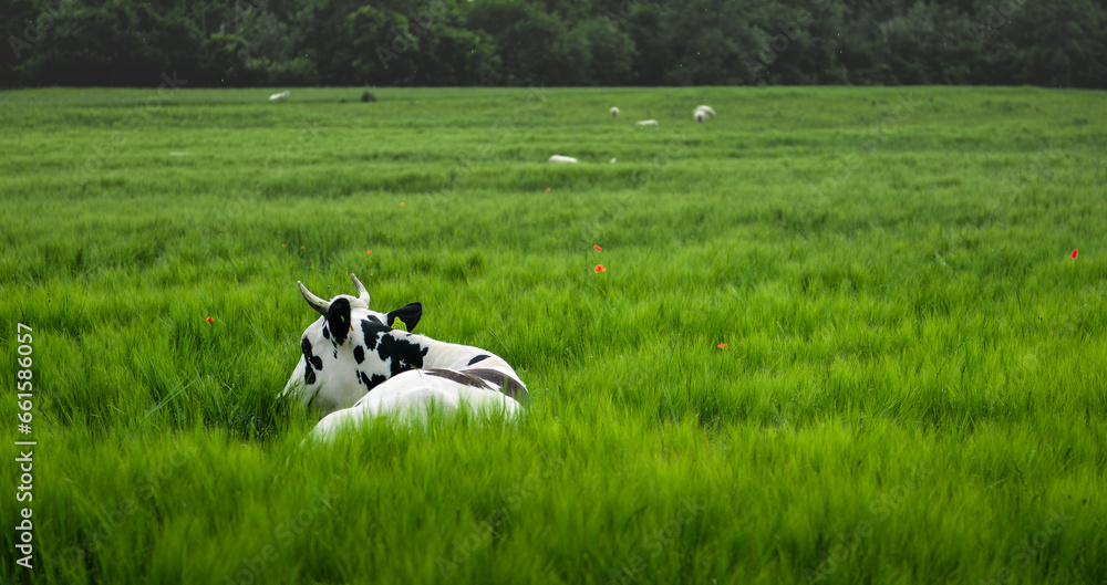cows in the field