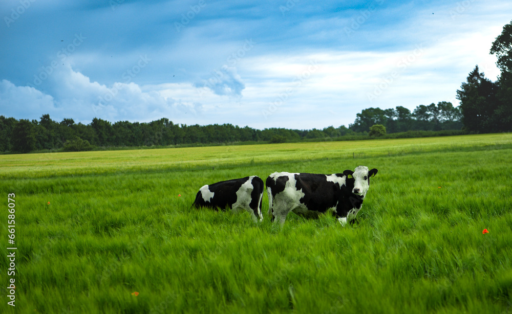 cows in a field