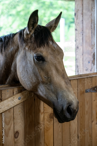 A beautiful baby horse in the barn door © Richard Nantais