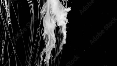 White jellyfish wandering in the dark water. Jellyfish in the deep sea.