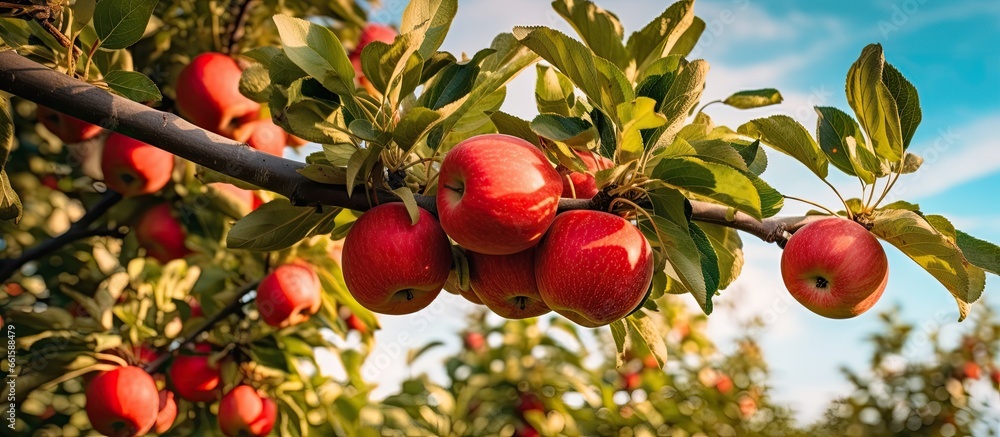 Obraz premium Farm growing red apples in apple orchard