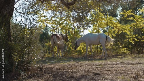 Horses grazing and moving their blonde tails while realxing in a field photo